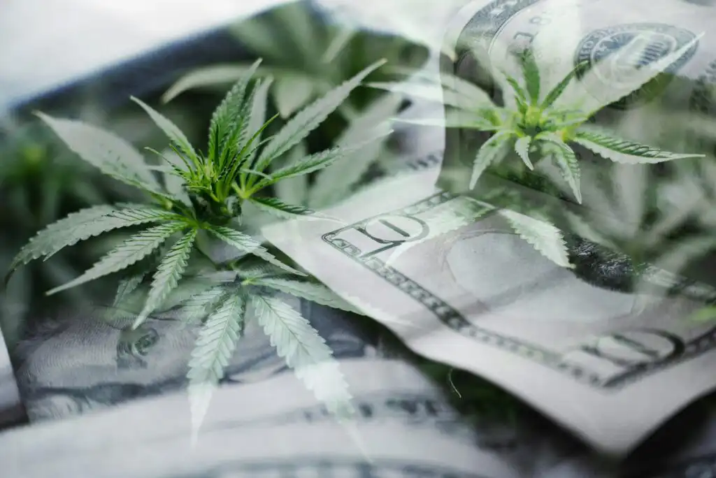 A close-up image of cannabis leaves overlaid with U.S. ten and twenty dollar bills, symbolizing the financial aspects of the marijuana industry.