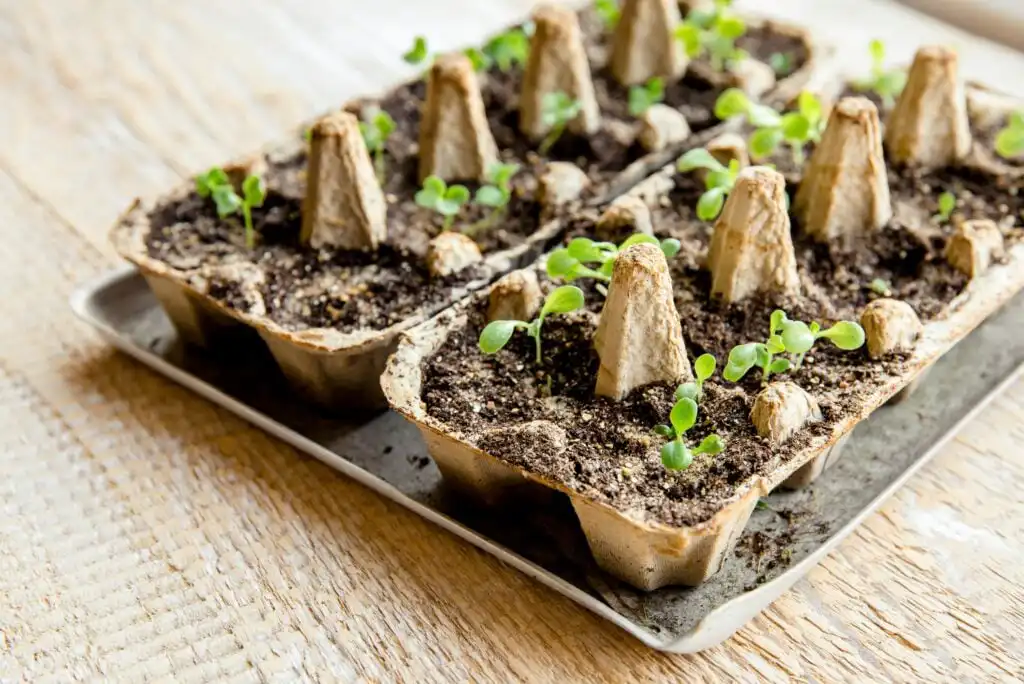 Small green seedlings sprout from soil-filled egg cartons placed on a metal tray atop a wooden surface. The egg carton sections are used as biodegradable planters for starting plants indoors.