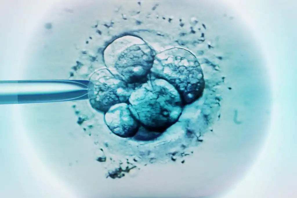 A close-up image of a human embryo with several cells, being injected with a fine needle or pipette under a microscope, likely representing in vitro fertilization or a genetic procedure.