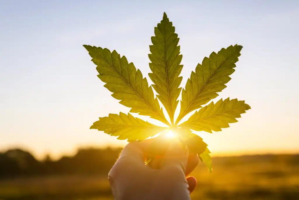 A hand holds up a green cannabis leaf against the setting sun, with sunlight shining through the leaf and a blurred outdoor landscape in the background.