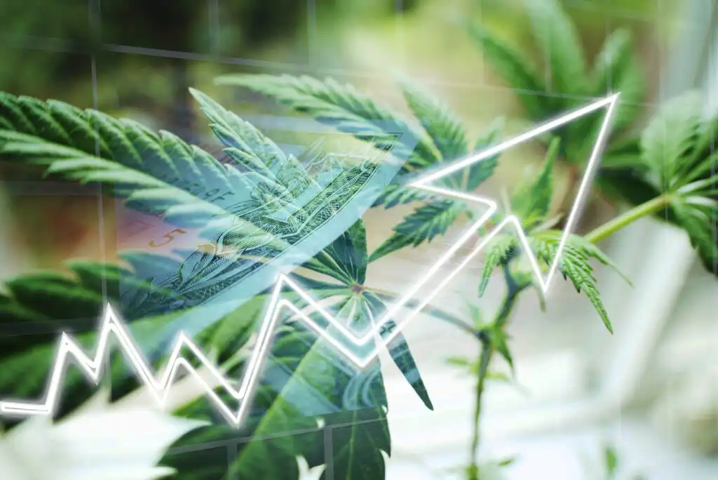 A cannabis plant with an overlaid image of a U.S. dollar bill and a white upward-trending line graph, symbolizing financial growth in the cannabis industry.