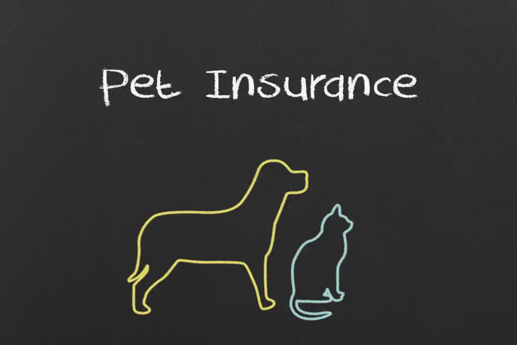 A chalk outline drawing of a dog and a cat with the words Pet Insurance written above them on a blackboard-like background.
