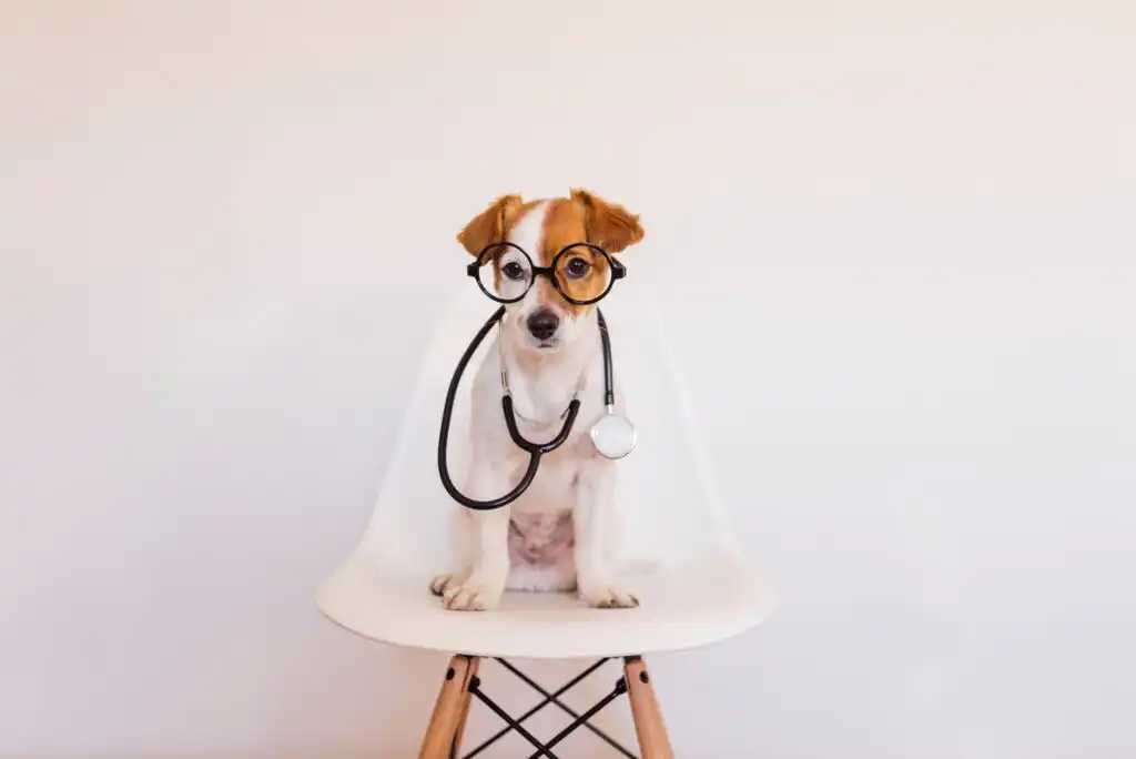 A small dog with brown and white fur sits on a white chair, wearing round glasses and a stethoscope around its neck, against a plain light background.