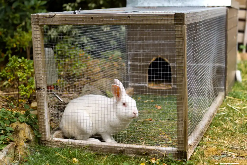 A white rabbit sits inside a wooden and wire mesh outdoor hutch on grass, surrounded by green plants.