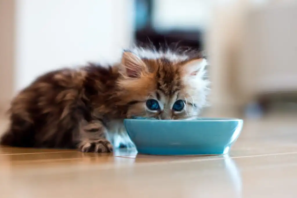 A fluffy brown and black kitten with blue eyes is drinking from a light blue bowl on a shiny floor indoors.